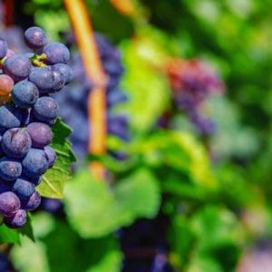 wine tour atv ensenada